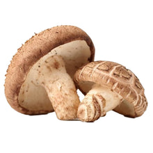 Shiitake champignons entiers frais sur fond blanc, chapeaux bruns texturés et pieds épais coupés – ACEMARTmall Paris