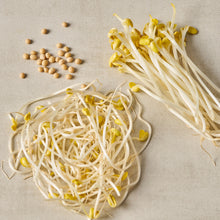 Fresh / 콩나물 Pousses de Soja 500G [Ace Food]