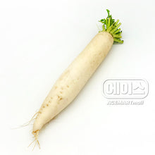 Fresh / 긴 무 Radis Blanc [Ace Food]